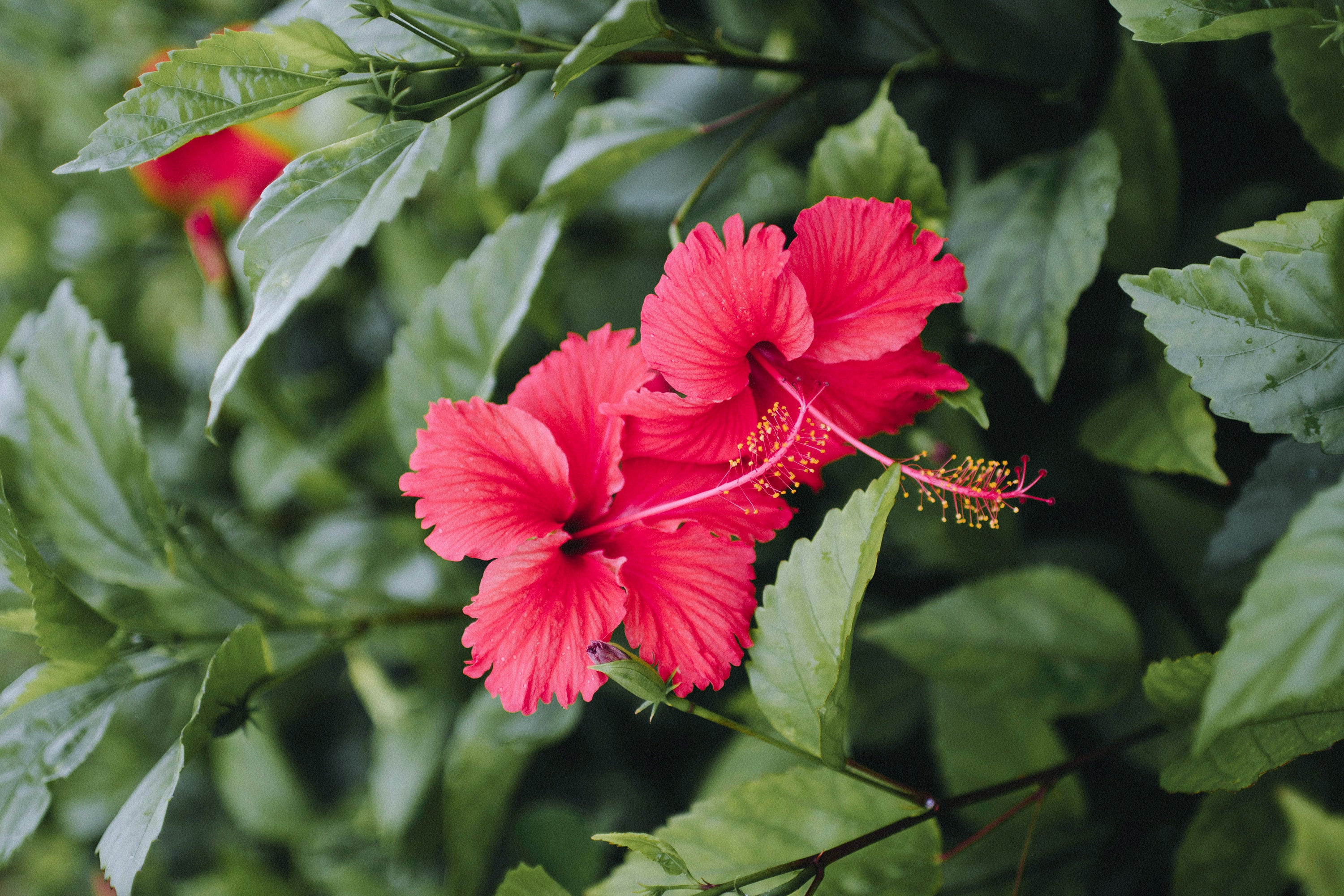Hibiscus